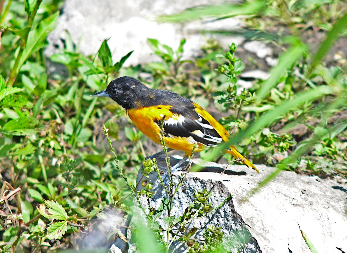 Baltimore Oriole - ML622612073