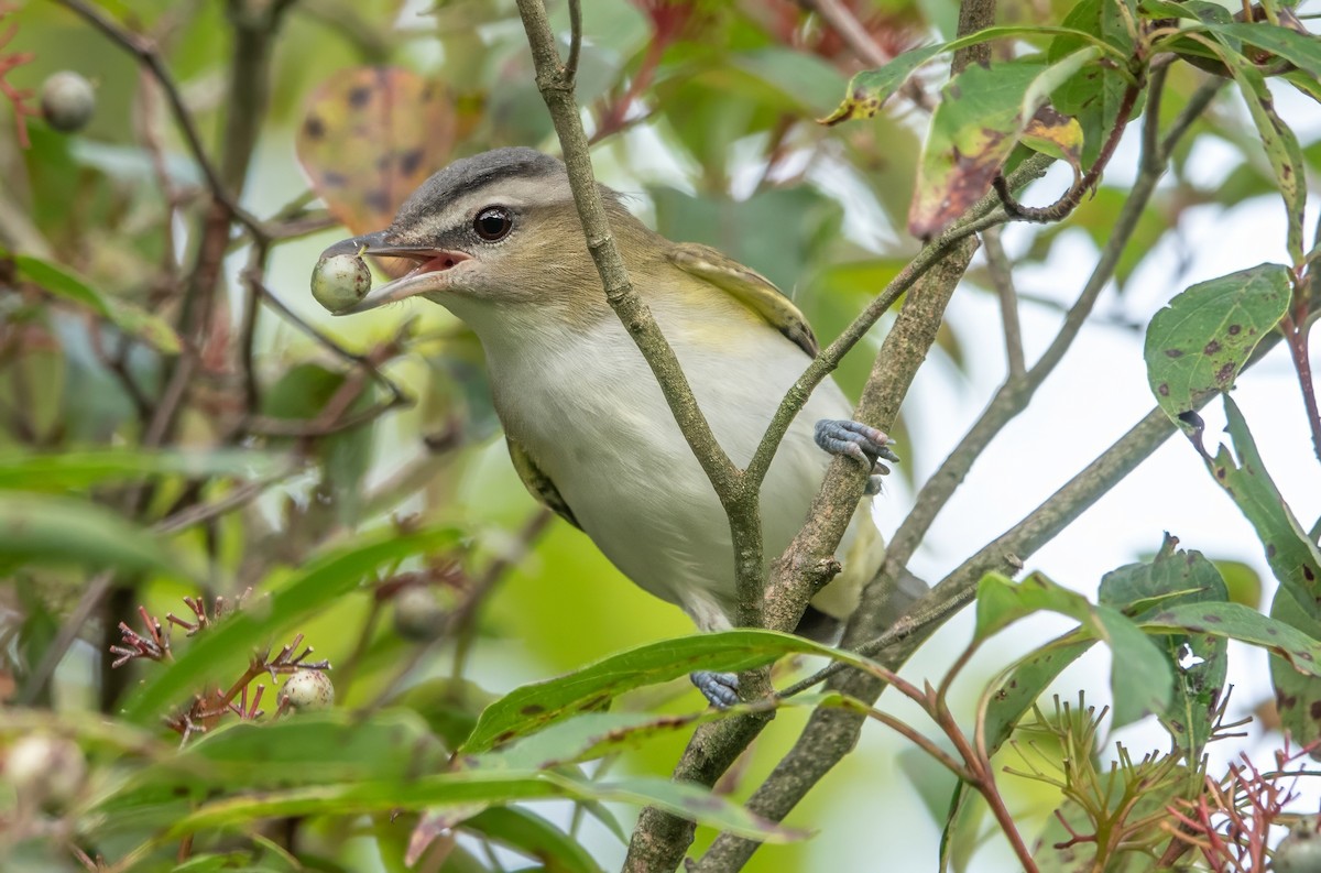 Red-eyed Vireo - Gale VerHague