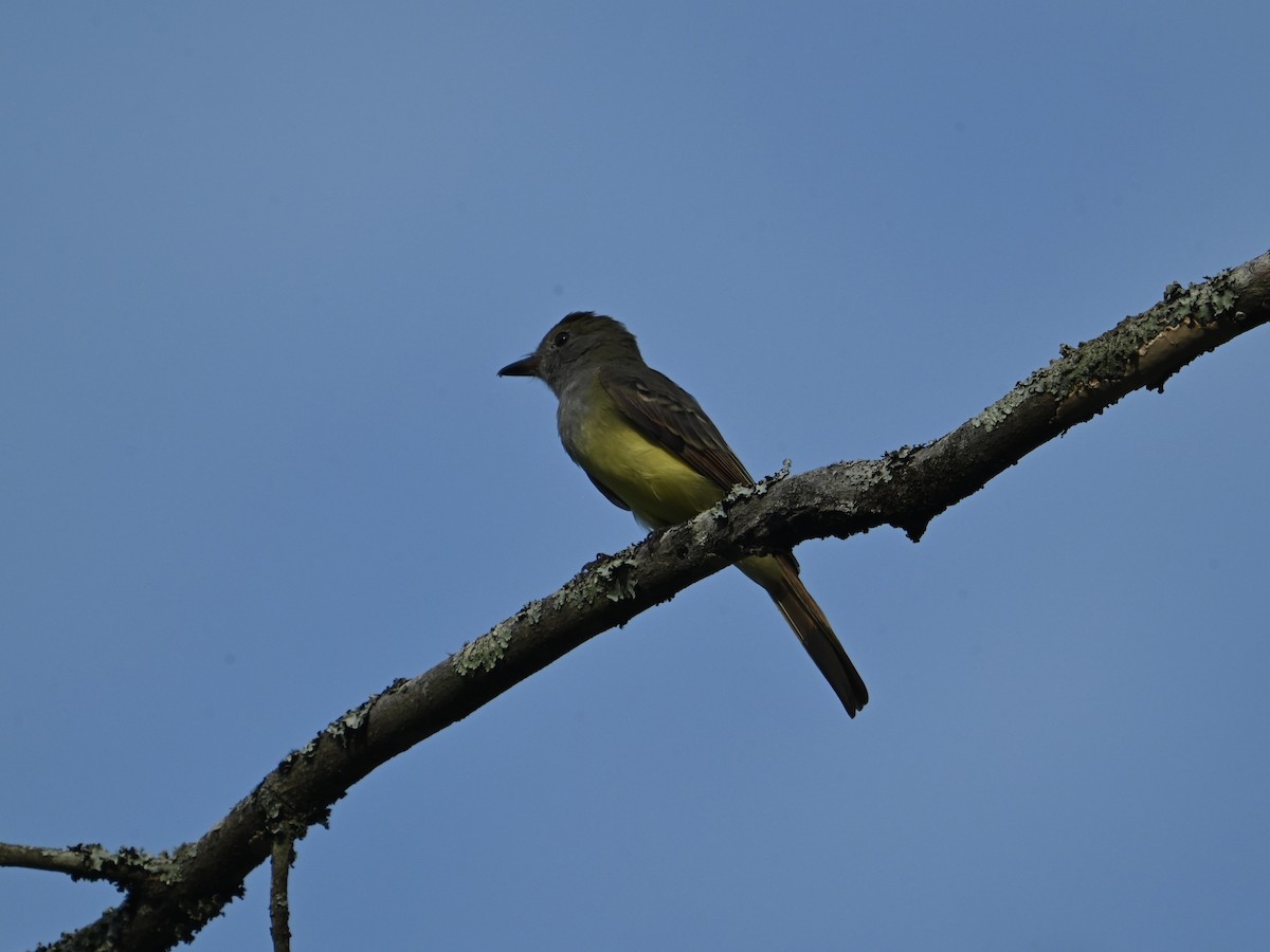 Great Crested Flycatcher - ML622612086