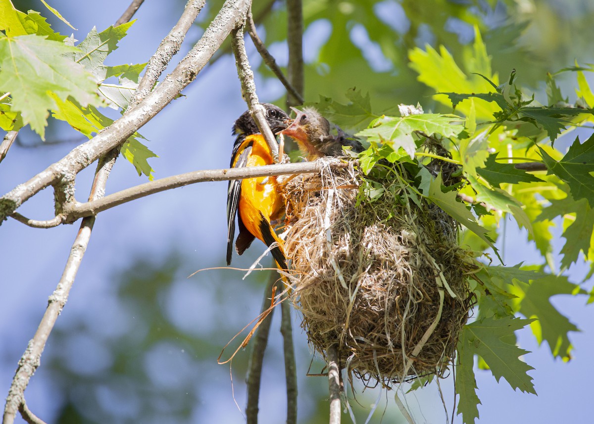 Baltimore Oriole - ML622612100