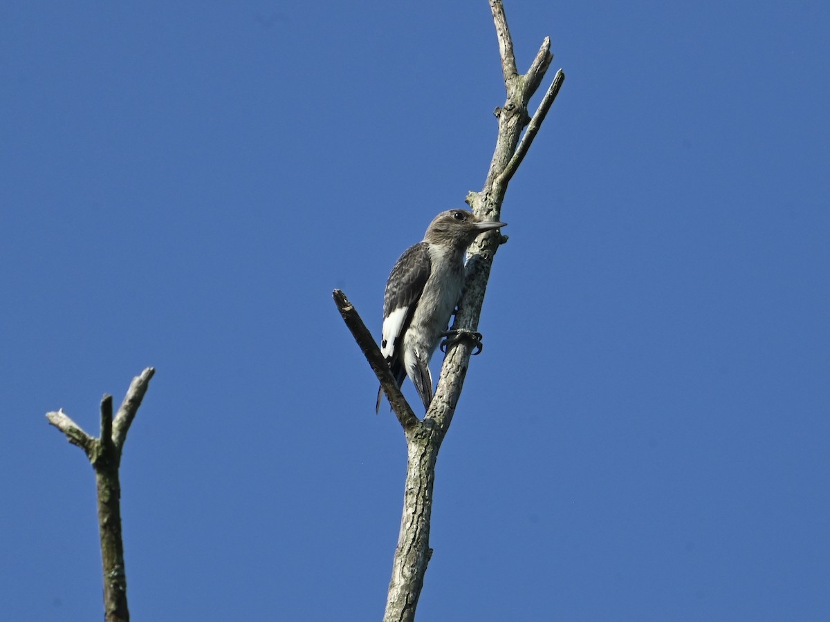 Red-headed Woodpecker - ML622612122