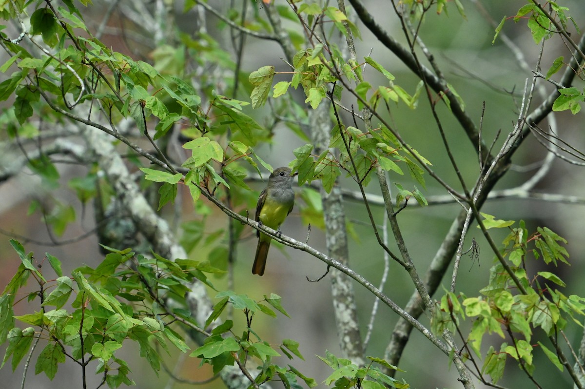 Great Crested Flycatcher - ML622612135