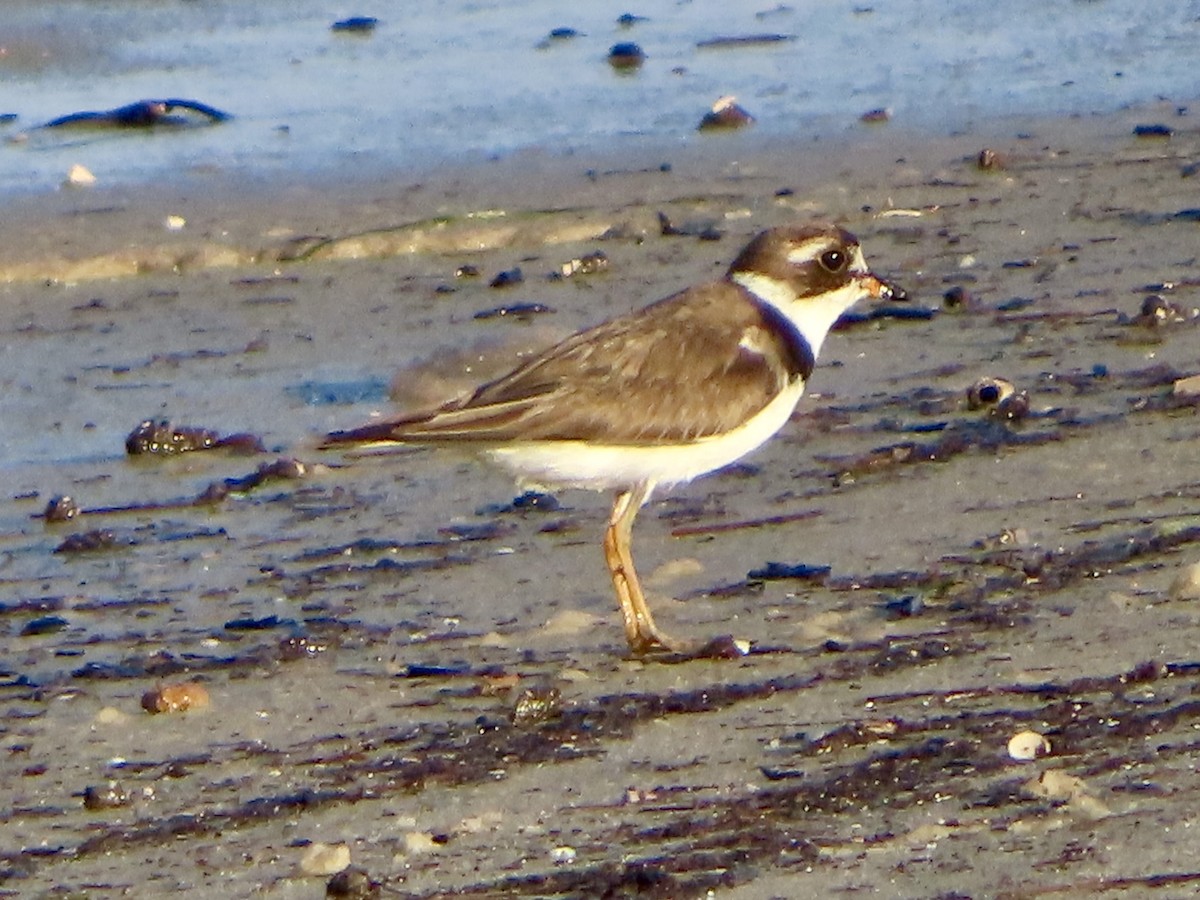 Semipalmated Plover - ML622612148