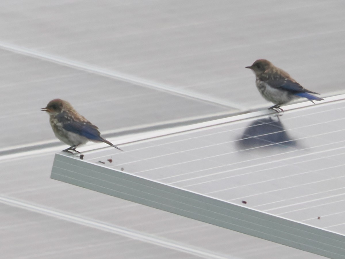 Eastern Bluebird - ML622612164