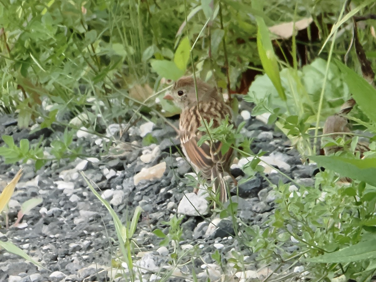 Field Sparrow - ML622612174