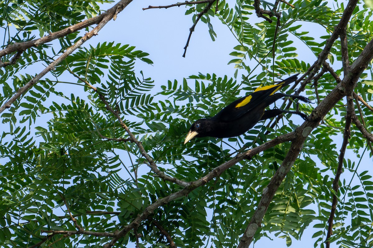 Yellow-rumped Cacique (Amazonian) - ML622612192