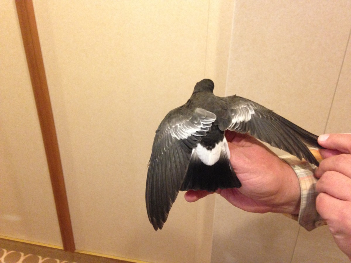 Pincoya Storm-Petrel - ML622612238