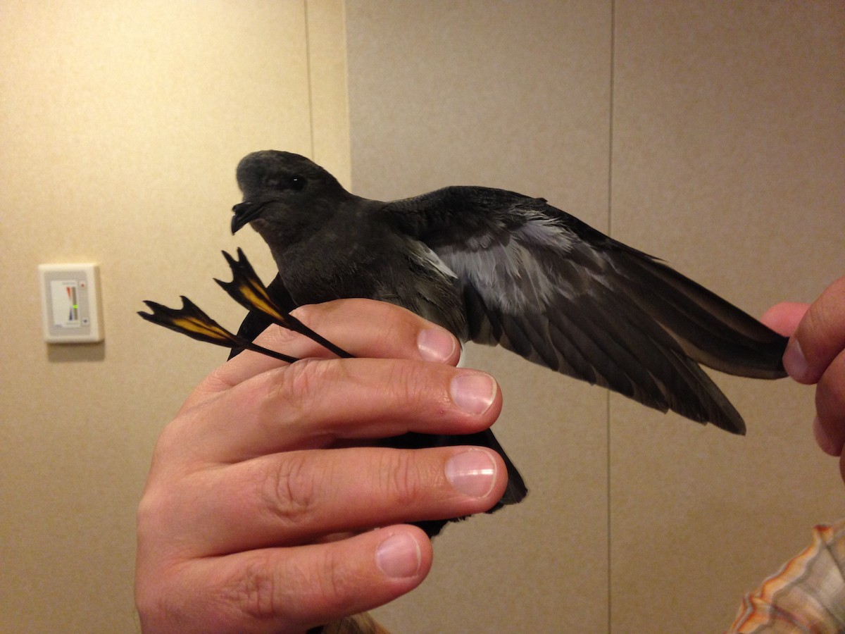 Pincoya Storm-Petrel - ML622612261