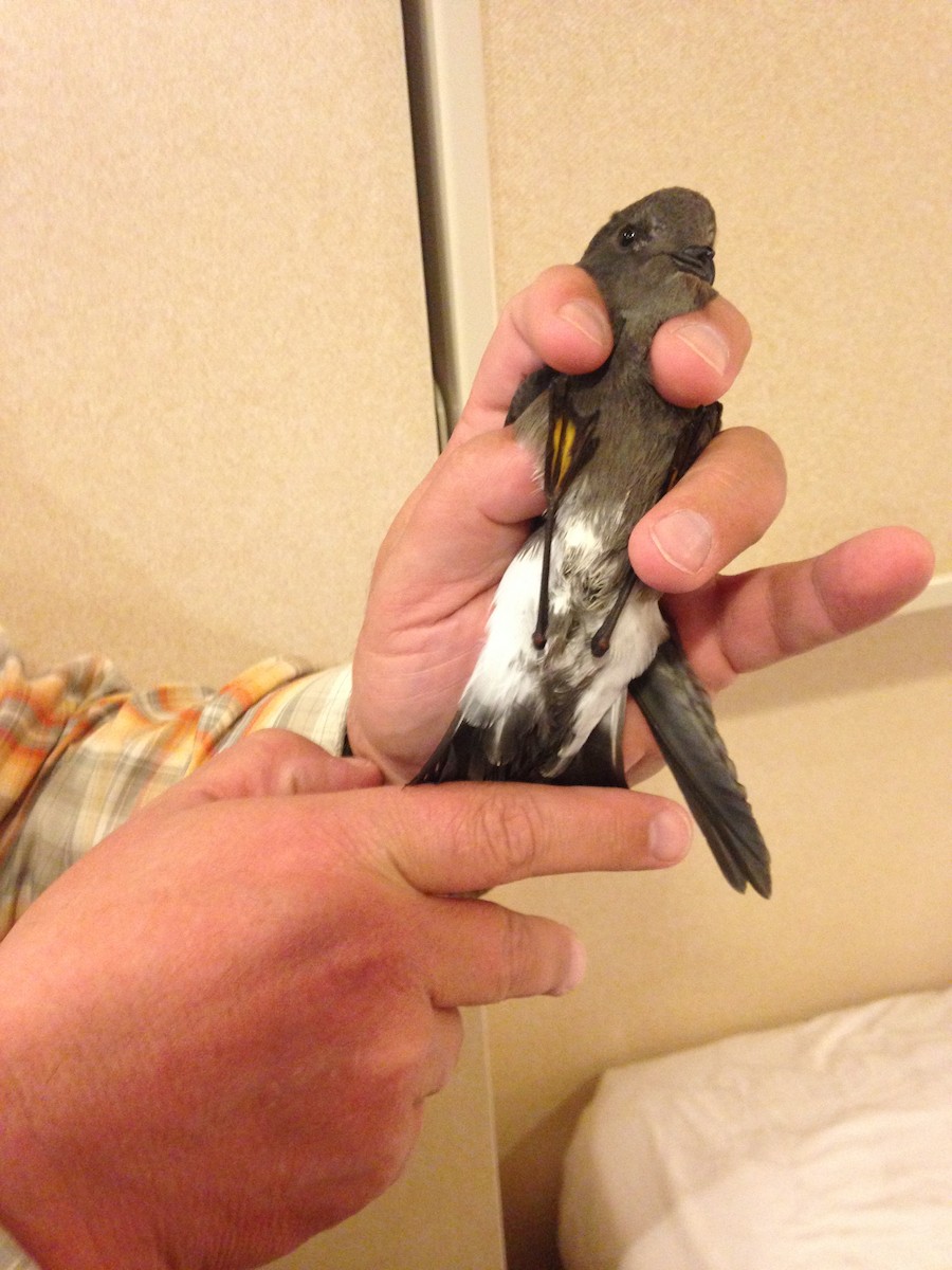 Pincoya Storm-Petrel - ML622612270