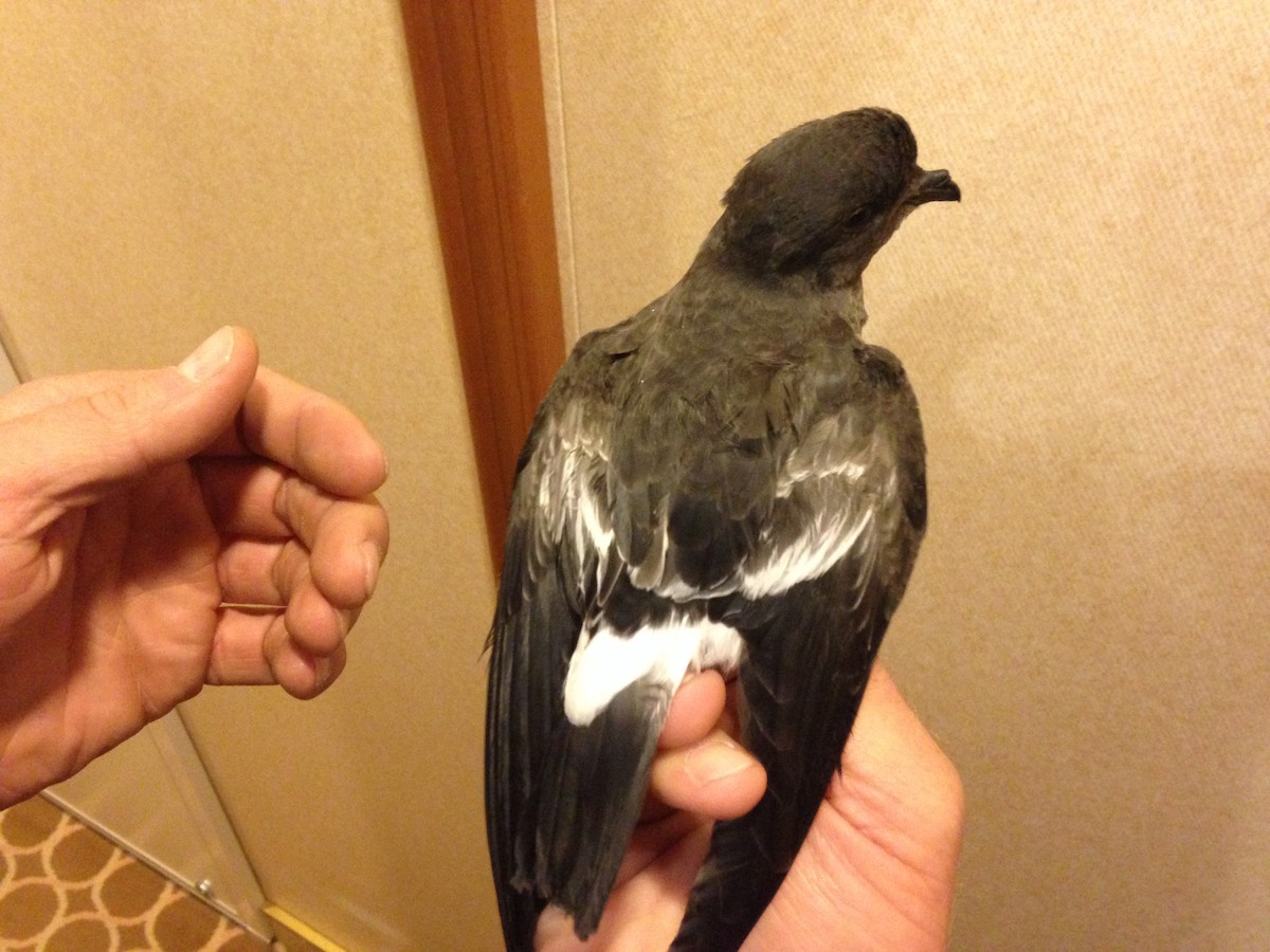 Pincoya Storm-Petrel - ML622612274