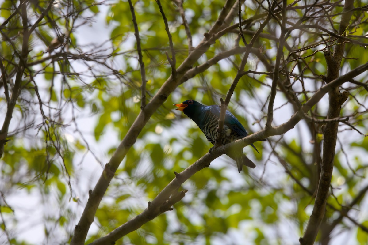 Asian Emerald Cuckoo - ML622612338