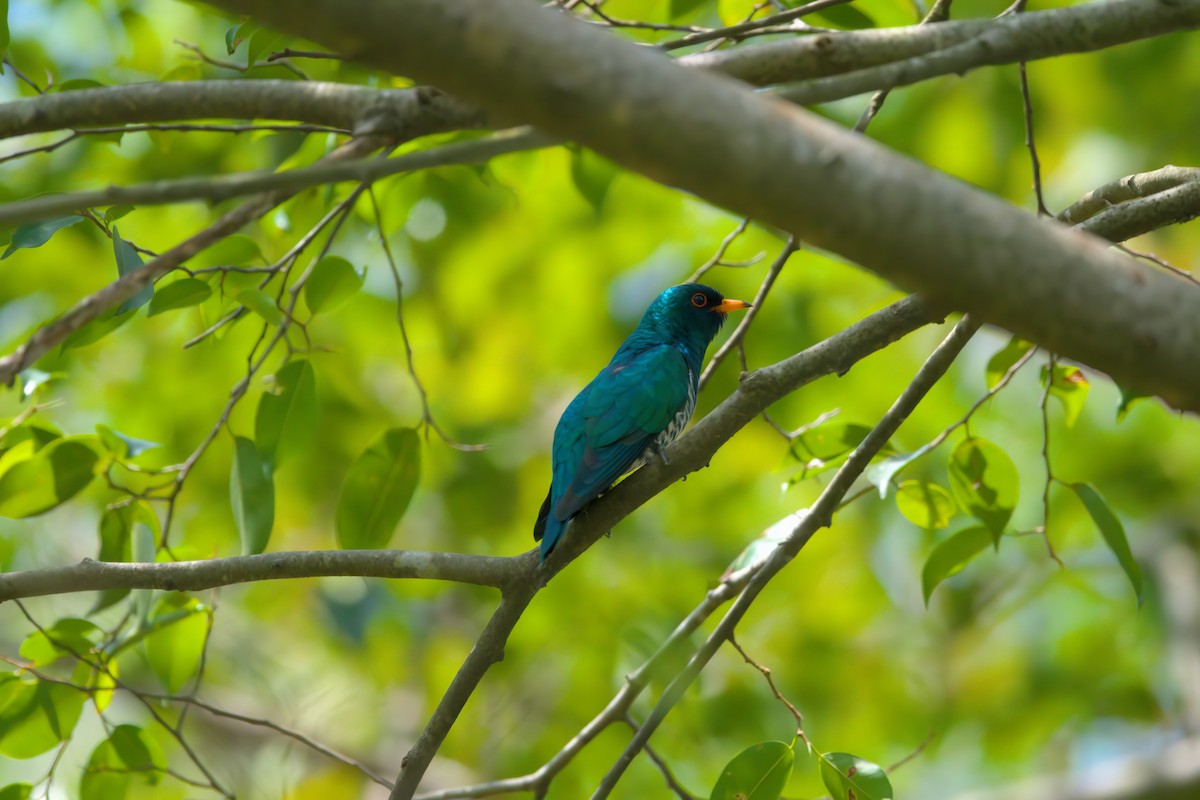 Asian Emerald Cuckoo - ML622612339