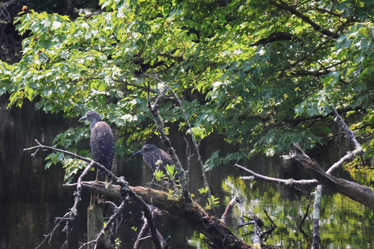 Yellow-crowned Night Heron - ML622612355