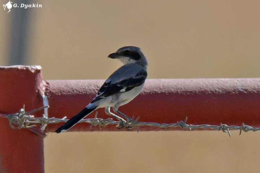 Pie-grièche migratrice - ML622612395