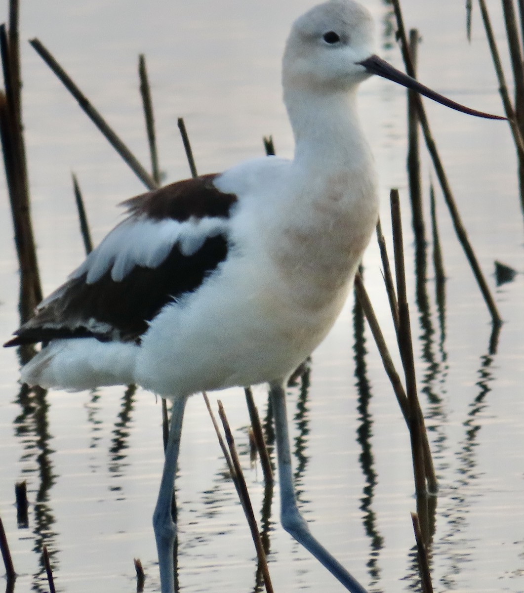 Avoceta Americana - ML622612398