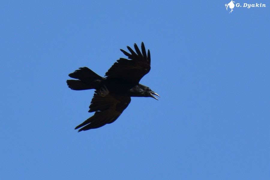 Grand Corbeau - ML622612399
