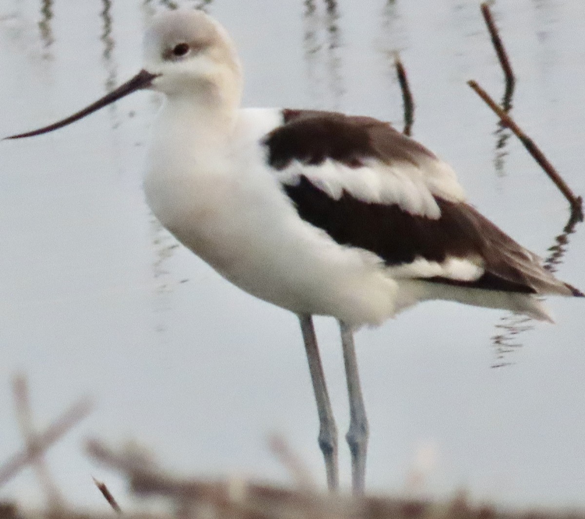 Avoceta Americana - ML622612403