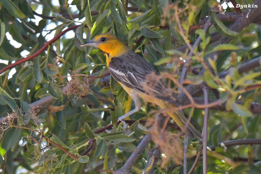 Oriole de Bullock - ML622612410