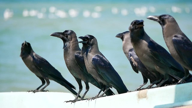 House Crow - ML622612433