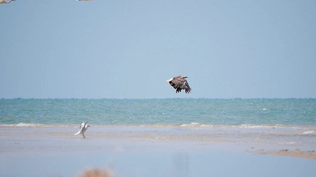 White-bellied Sea-Eagle - ML622612439