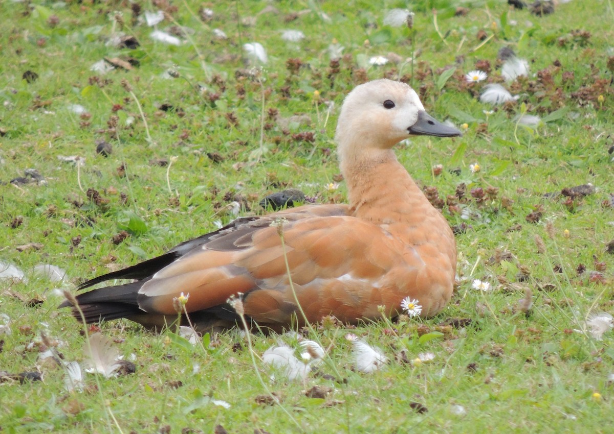 eBird Checklist - 17 Aug 2024 - Killingworth Lakeside Park, Newcastle ...