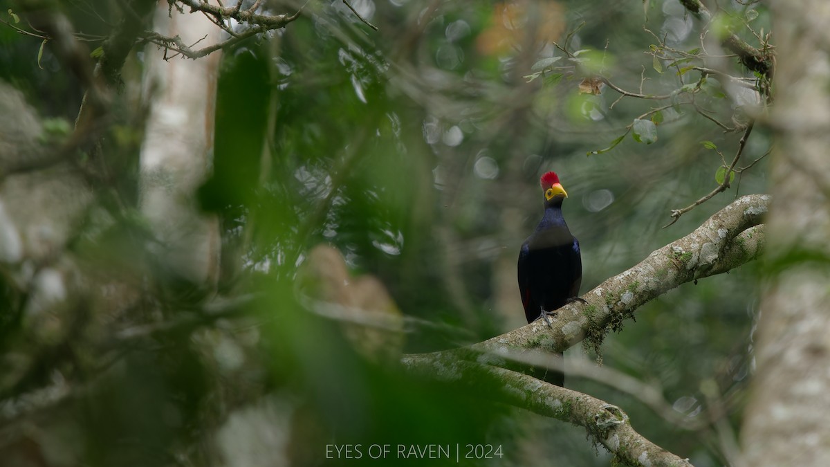 Ross's Turaco - ML622612616