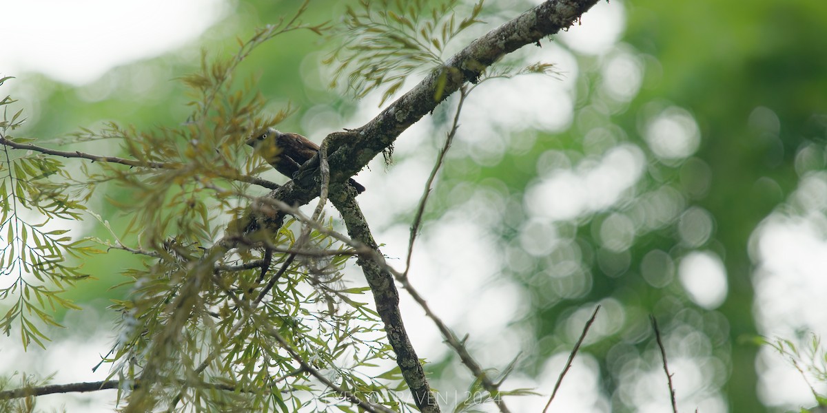 Gray-throated Barbet - ML622612634