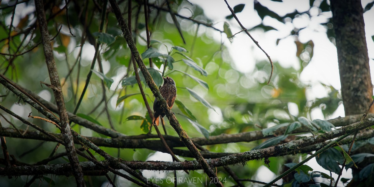 Gray-throated Barbet - ML622612635