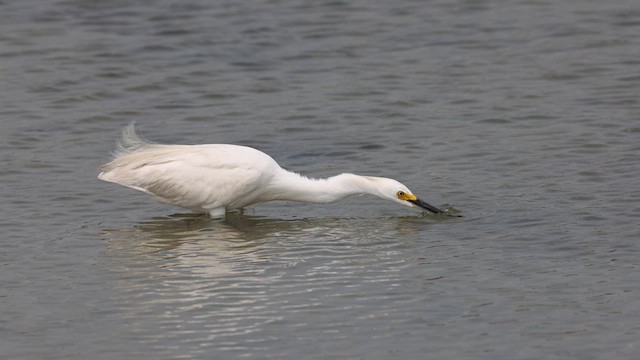 Snowy Egret - ML622612658
