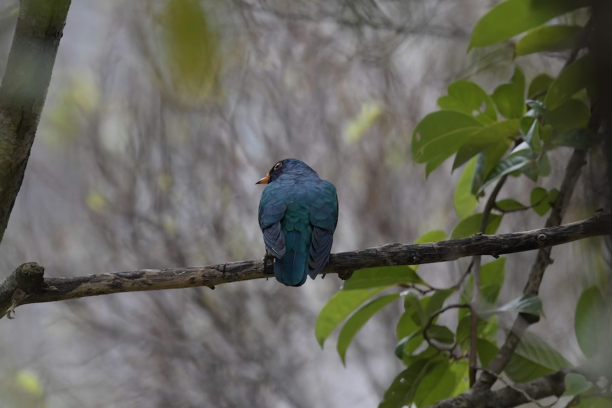 Asian Emerald Cuckoo - ML622612738