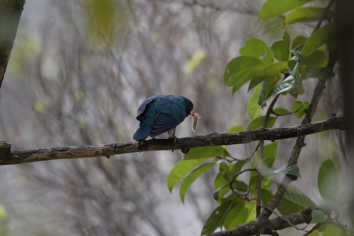 Asian Emerald Cuckoo - ML622612740