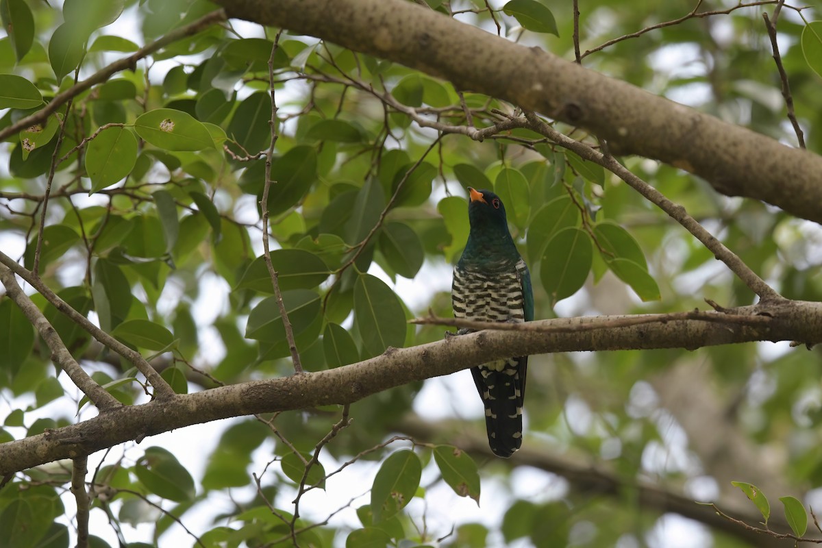 Asian Emerald Cuckoo - ML622612741