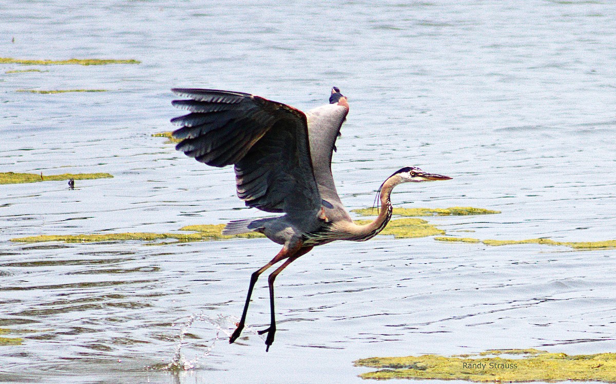 Great Blue Heron - ML622612743