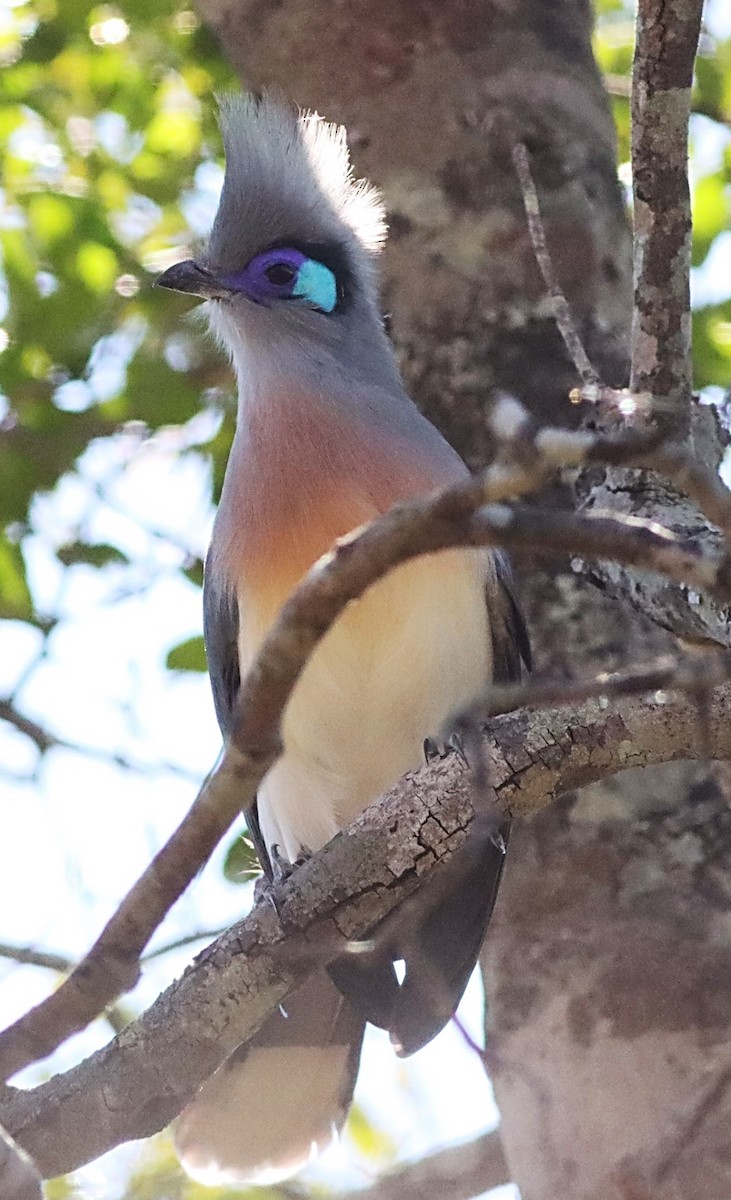 Crested Coua - ML622612803