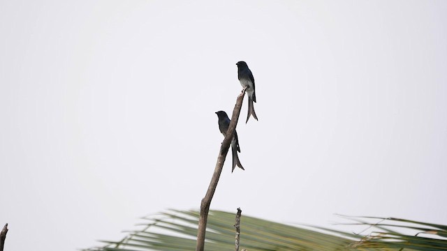 White-bellied Drongo - ML622612813