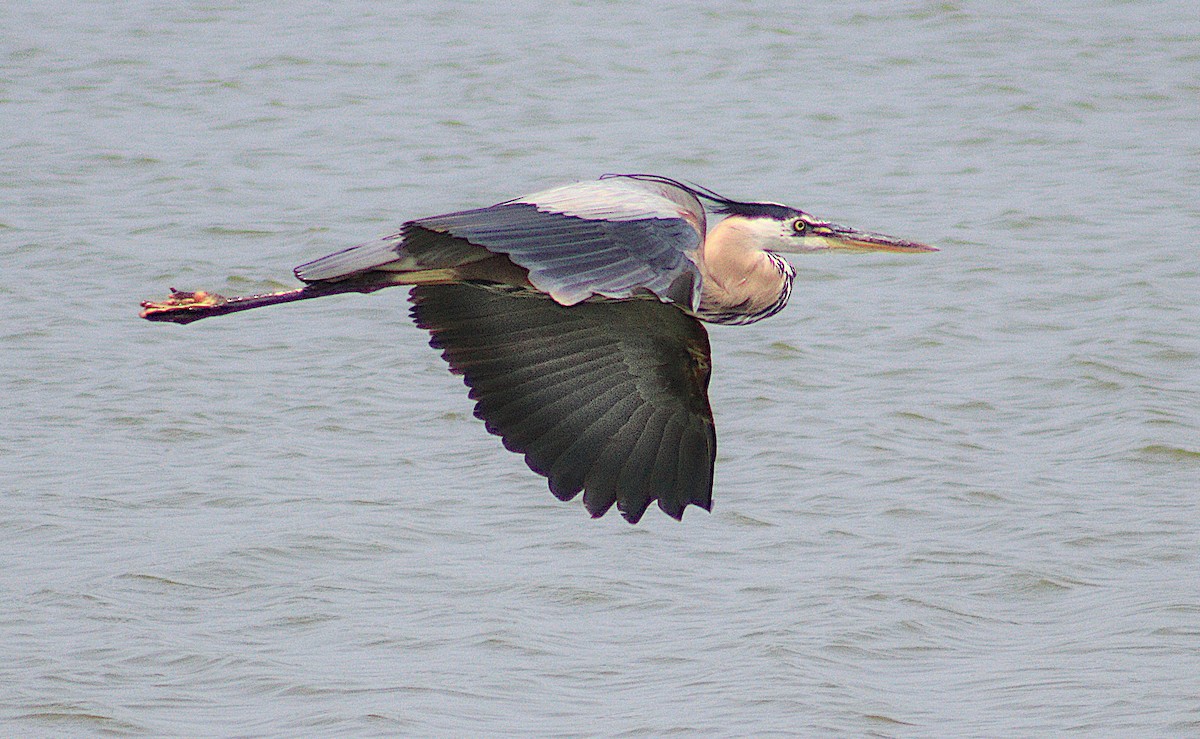 Great Blue Heron - ML622612830