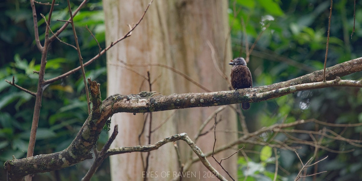 Gray-throated Barbet - ML622612842