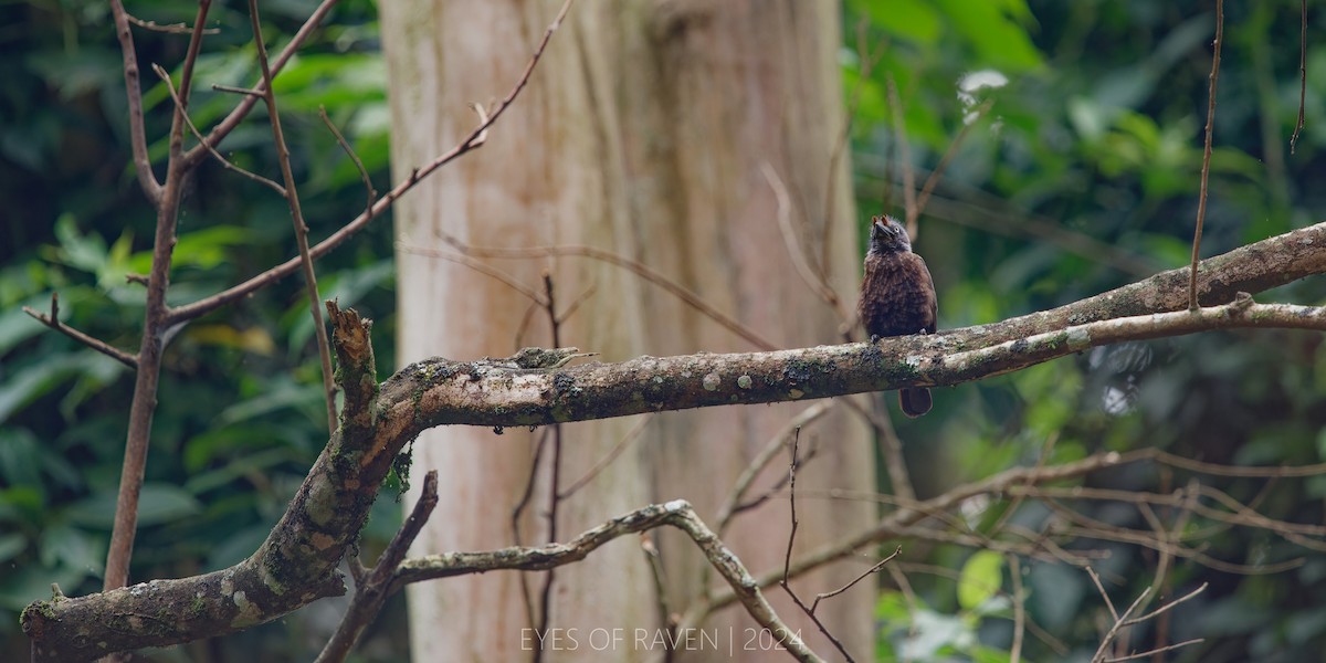 Gray-throated Barbet - ML622612843