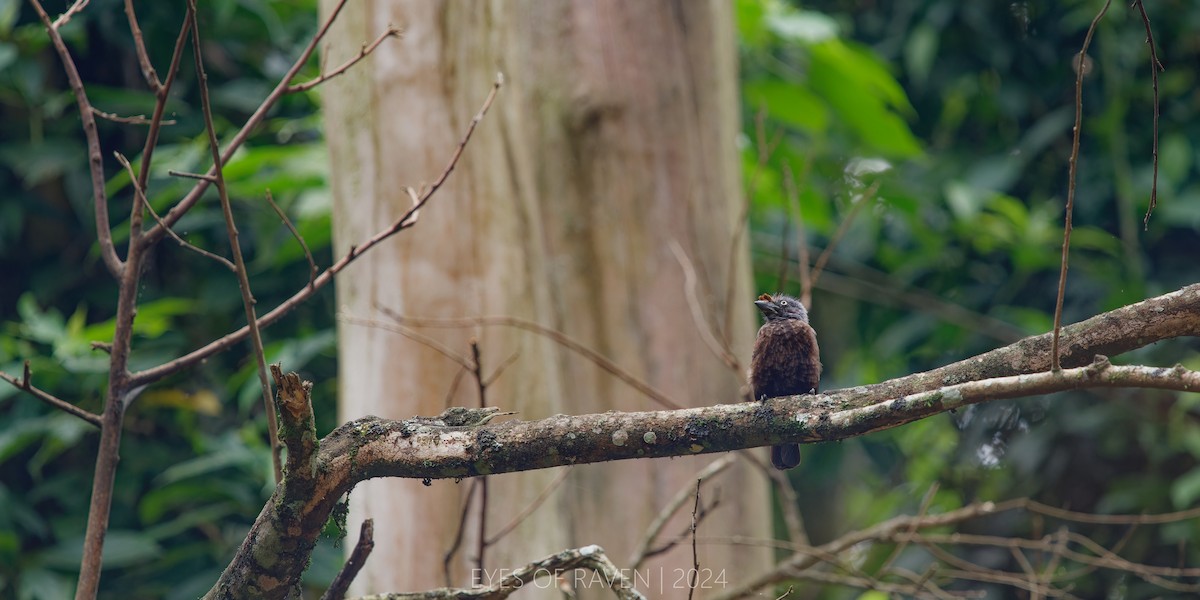 Gray-throated Barbet - ML622612844