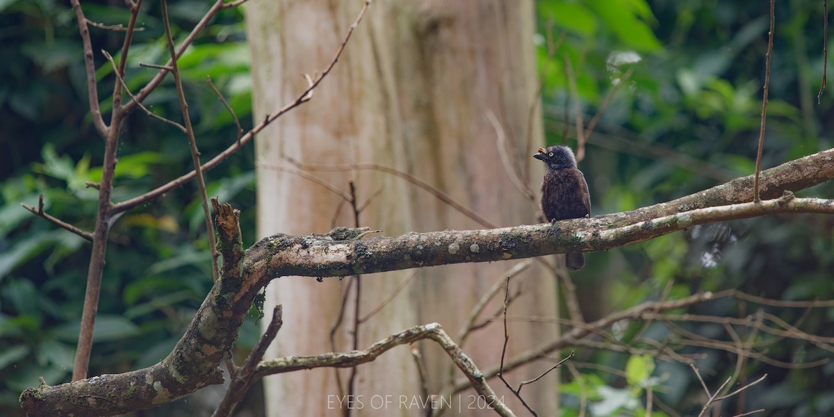 Gray-throated Barbet - ML622612845