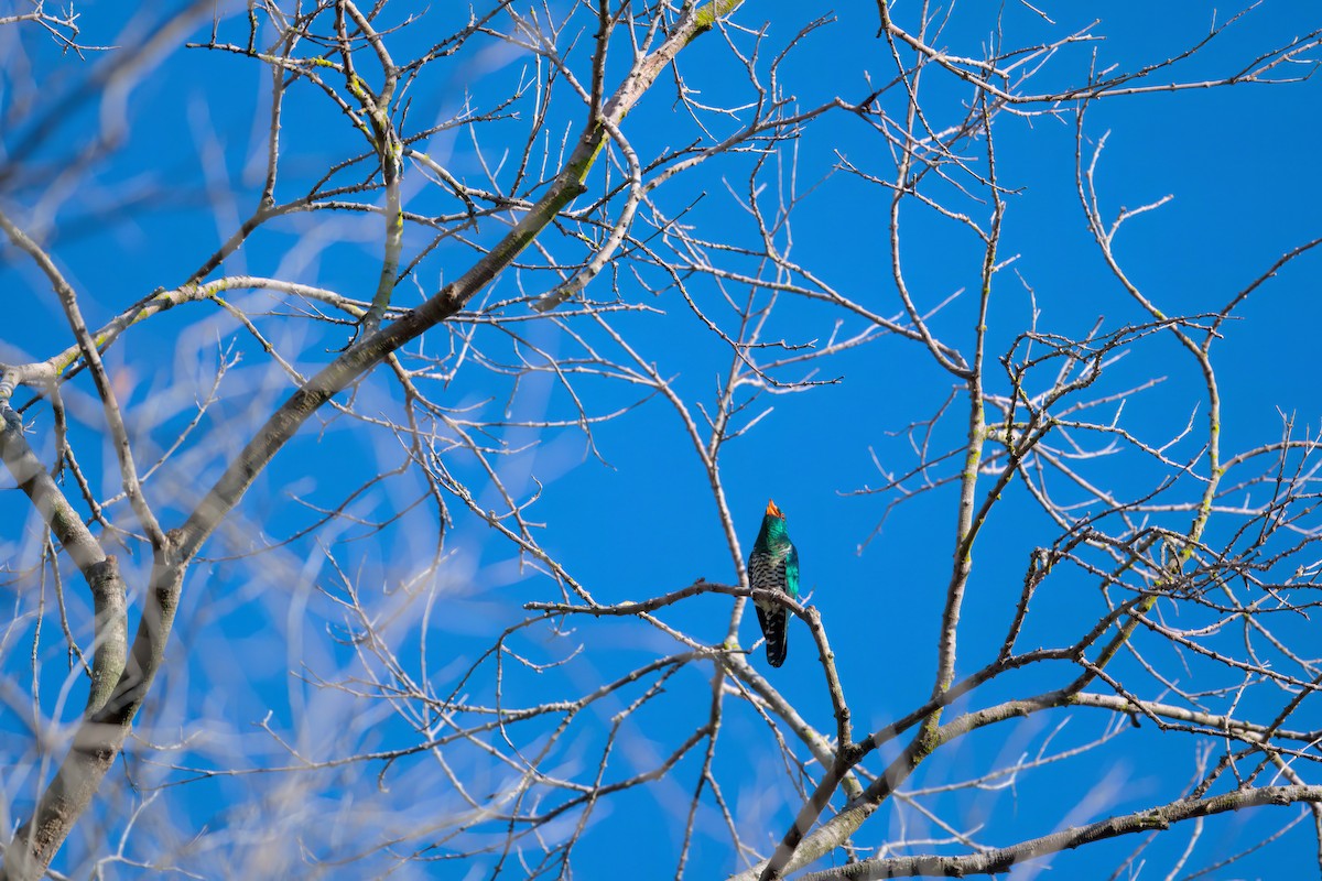 Asian Emerald Cuckoo - ML622612860