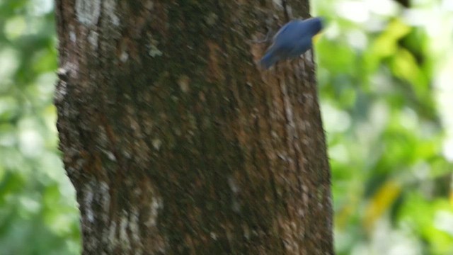 Velvet-fronted Nuthatch - ML622612882