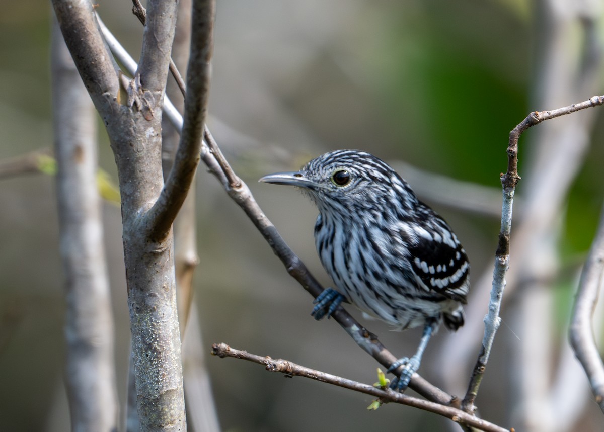 Amazonian Streaked-Antwren - ML622612969