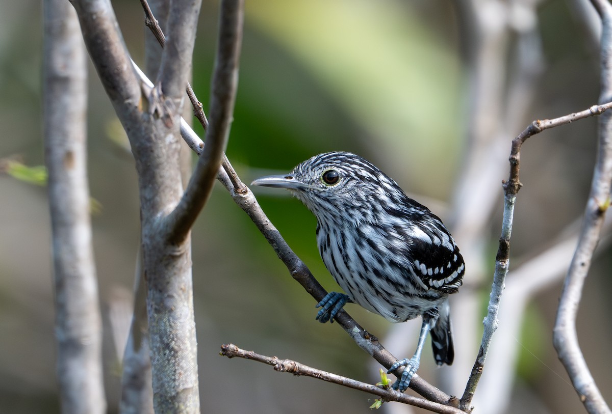 Amazonian Streaked-Antwren - ML622612970