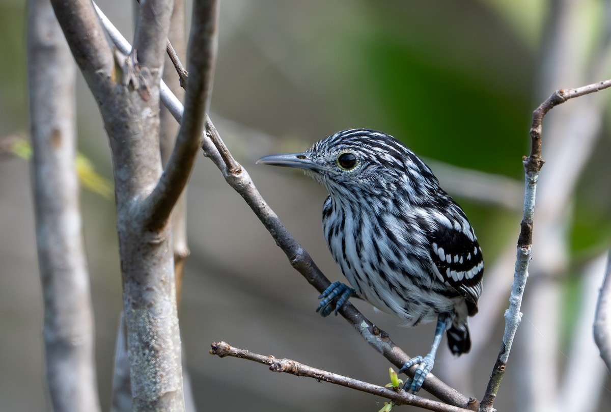 Amazonian Streaked-Antwren - ML622612971