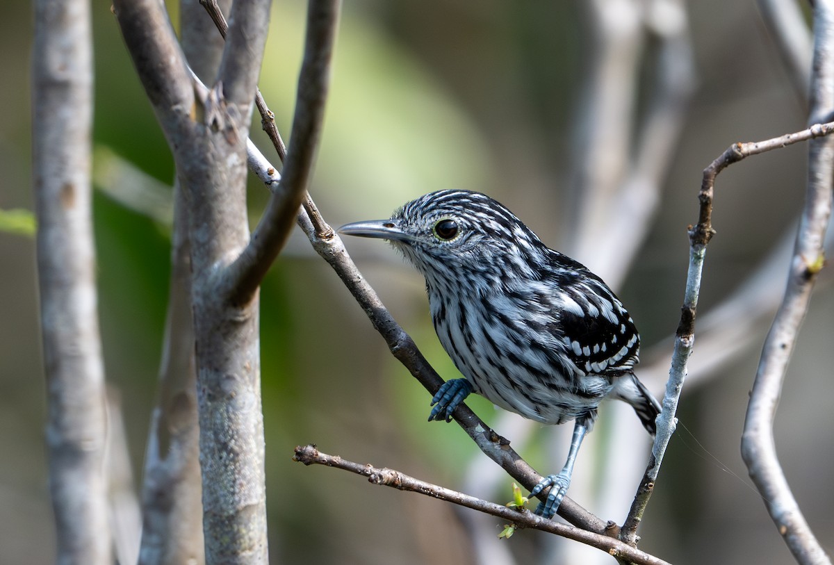 Amazonian Streaked-Antwren - ML622612972