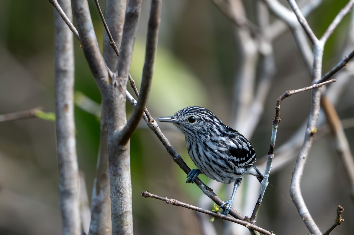 Amazonian Streaked-Antwren - ML622612975