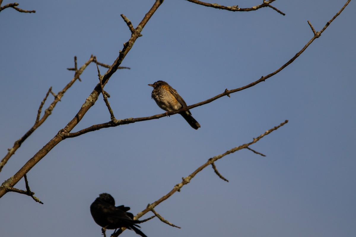 American Robin - ML622612995