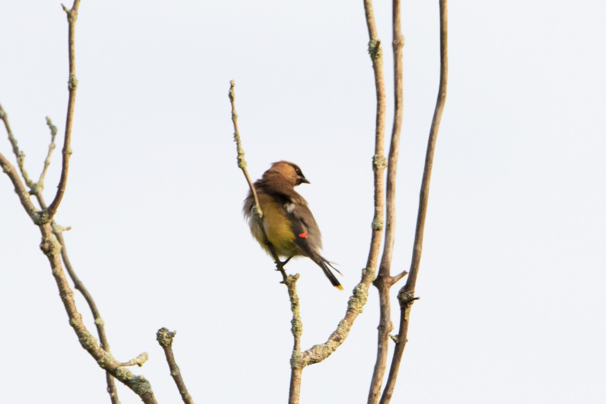 Cedar Waxwing - ML622613007