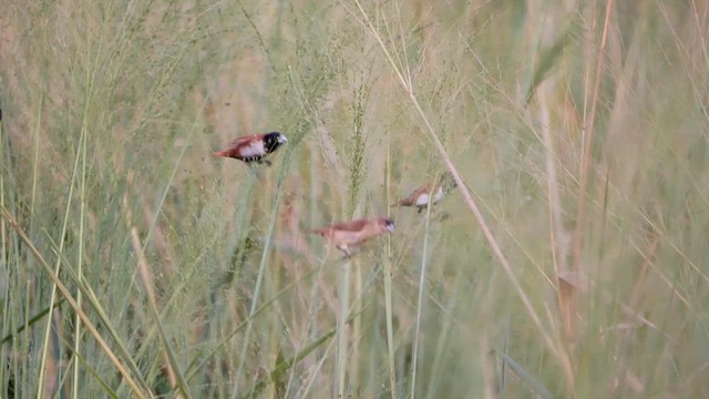 Tricolored Munia - ML622613018